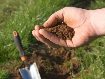 Как определить кислотность почвы по сорнякам? | zhenskajakrasota.ru
